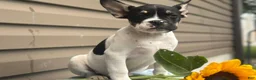 French Bulldog dogs for sale: Sunkist - Ad 1