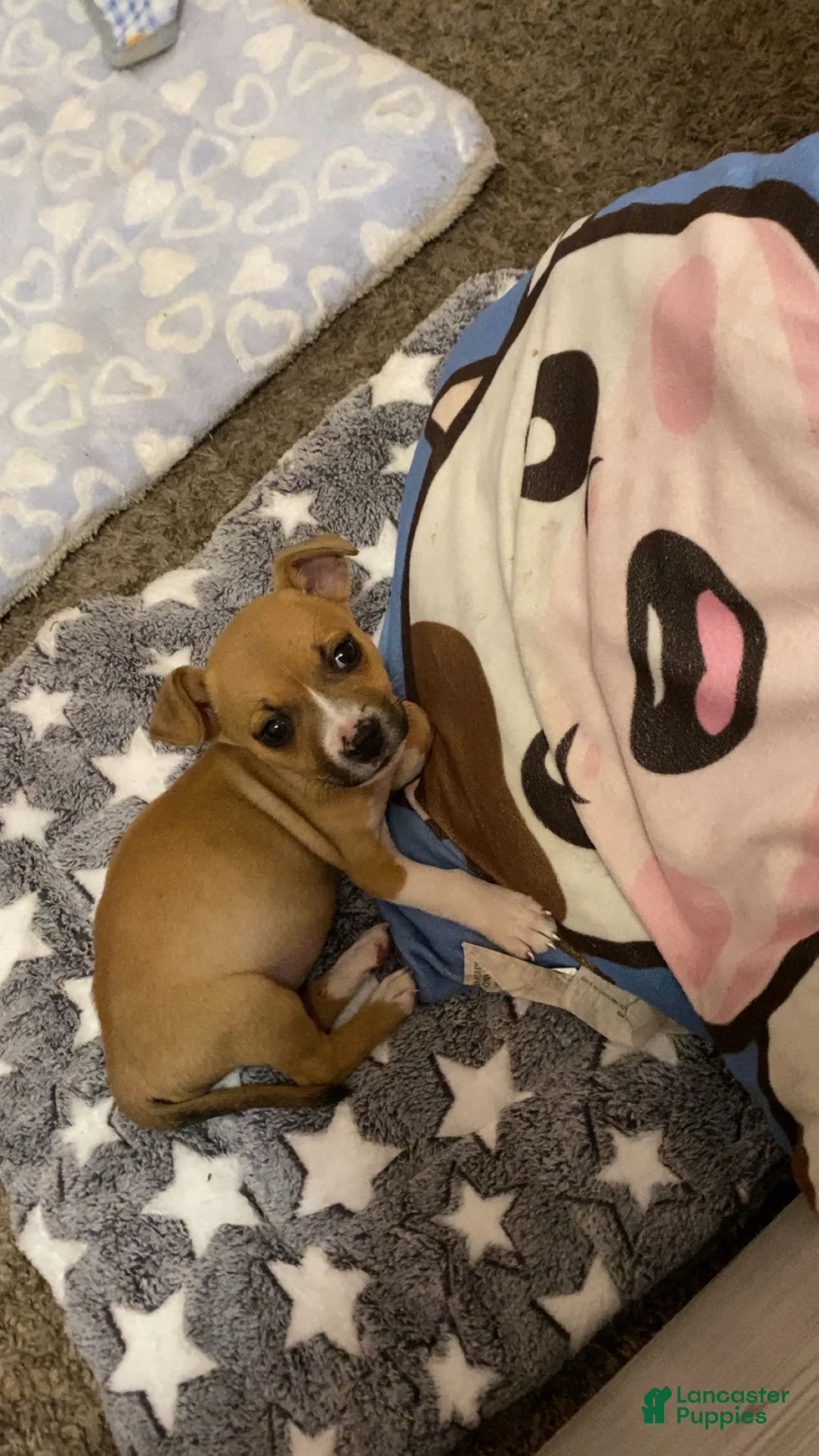 Mixed Breed dogs for sale: Mixed Breed Puppy 1 - Ad 2