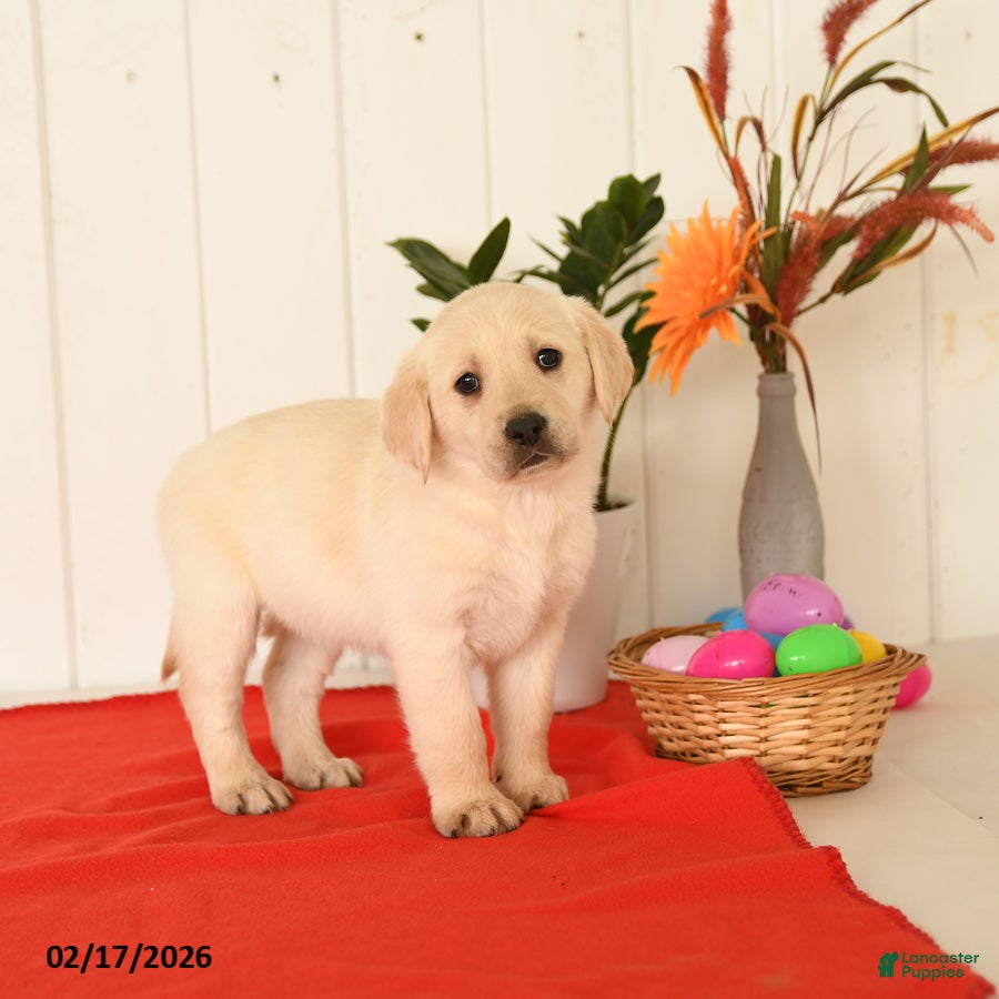 Goldador dogs Kenya - Ad 1