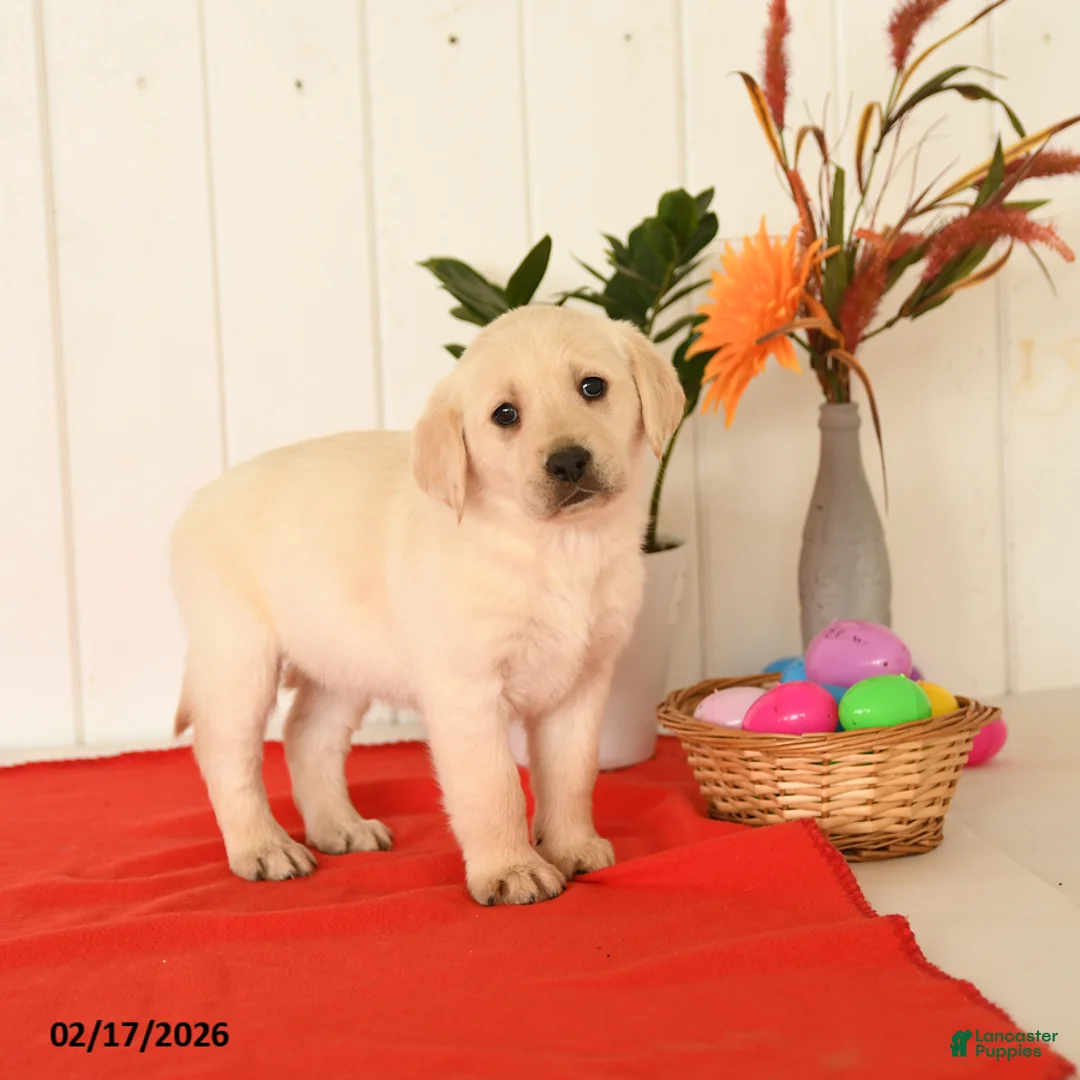 Goldador dogs for sale: Kenya - Ad 1