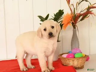 Goldador dogs for sale: Kenya - Ad 1