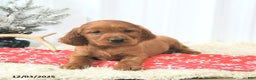 Irish Setter dogs for sale: Bubbles - Ad 3
