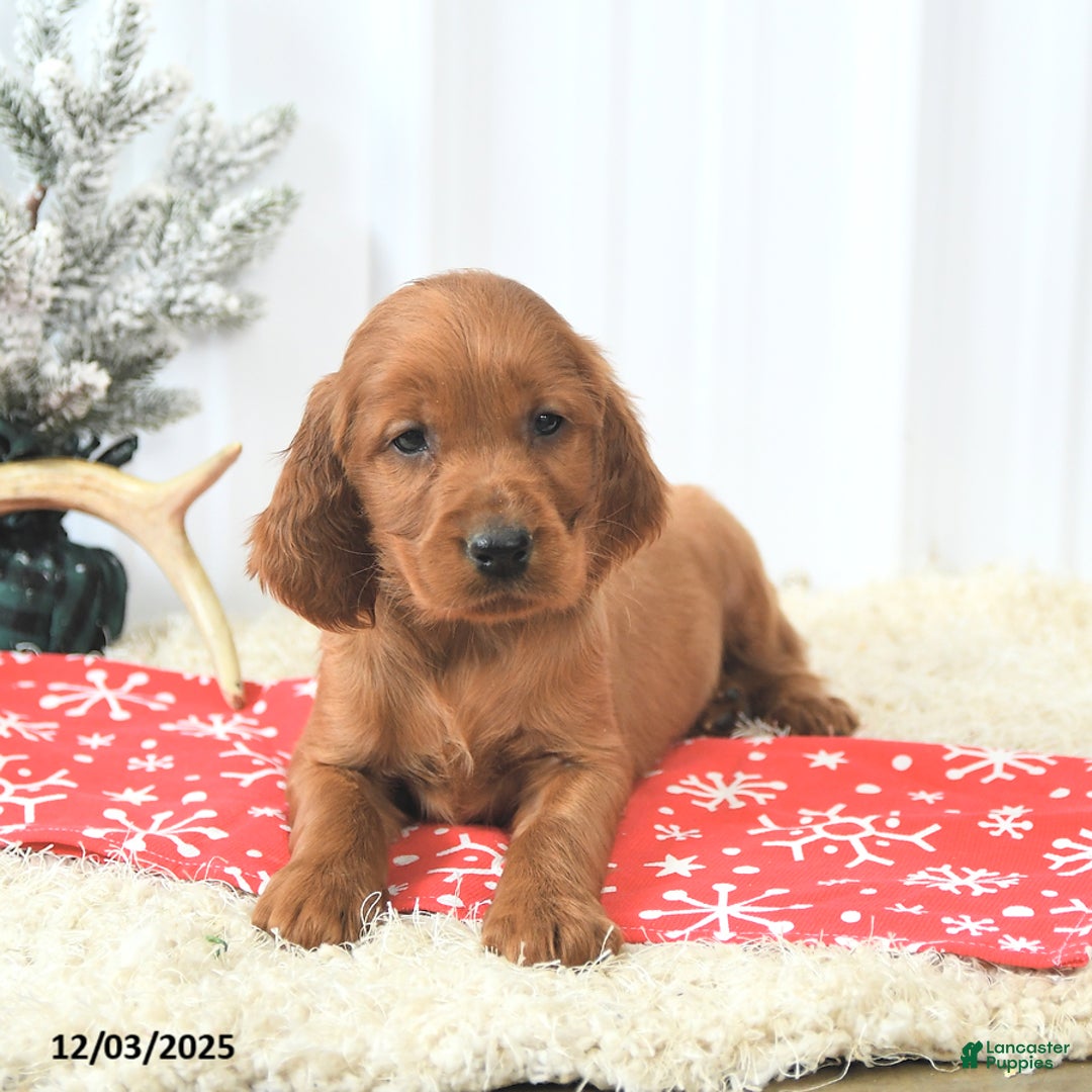 Irish Setter dogs for sale: Bubbles - Ad 3