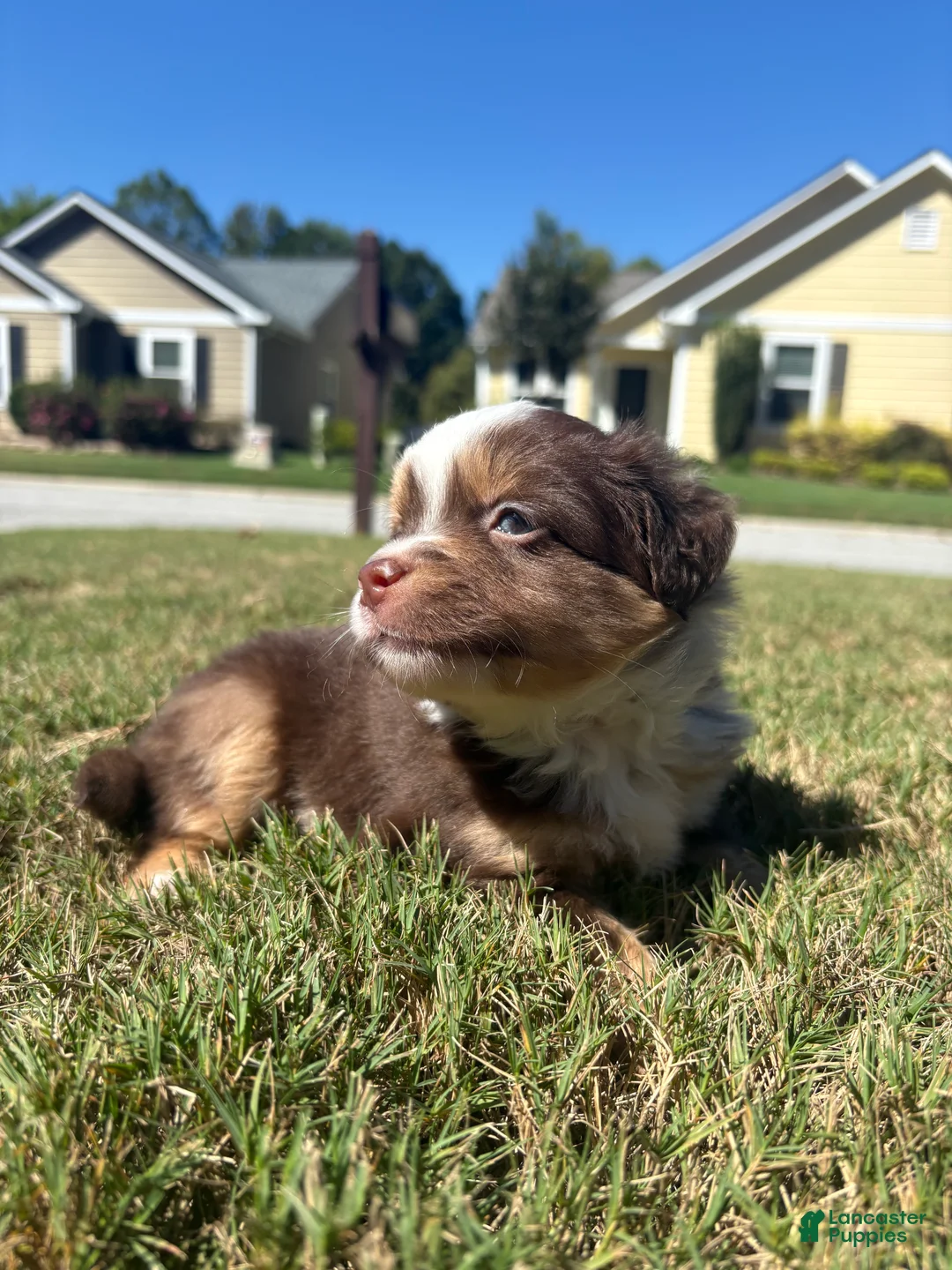 Miniature Australian Shepherd dogs for sale: Miniature Australian Shepherd 1 - Ad 2