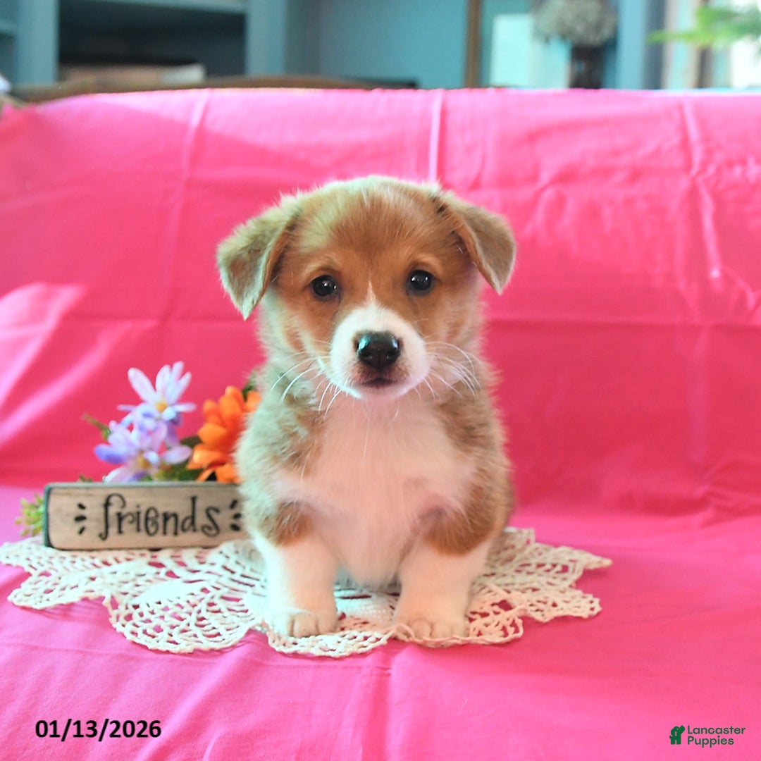 Welsh Corgi Pembroke dogs for sale: Pete - Ad 5