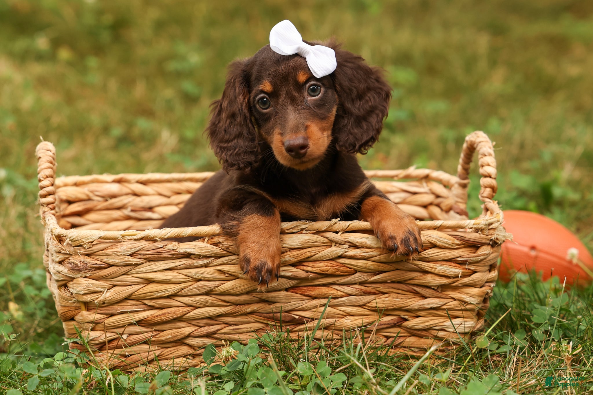 Miniature Dachshund dogs BRANDY - Ad 2