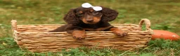 Miniature Dachshund dogs for sale: BRANDY - Ad 2