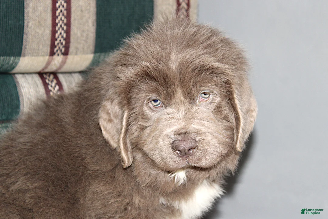 Newfoundland dogs for sale: OFA, AKC, CH Ariel - Ad 7