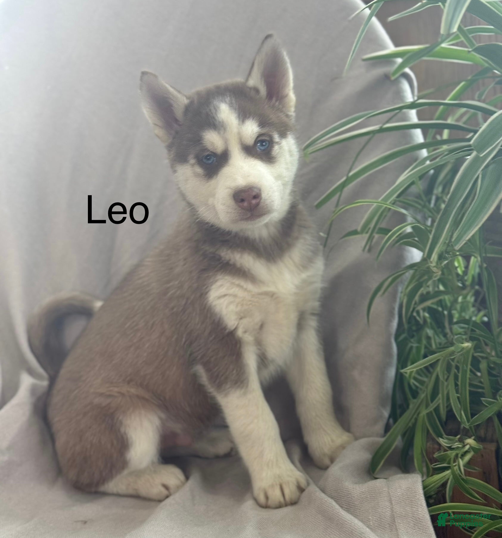 Siberian Husky dogs Leo - Ad 7