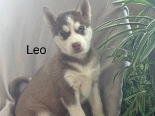 Siberian Husky dogs Leo - Ad 7