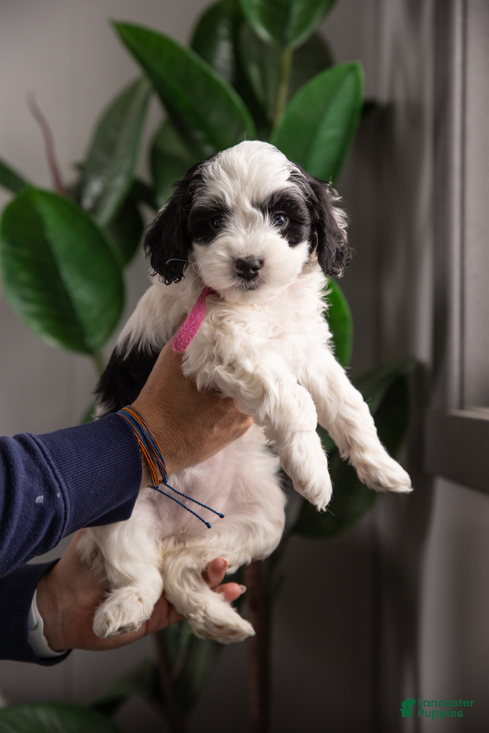 Mixed Breed dogs Raven - Ad 1