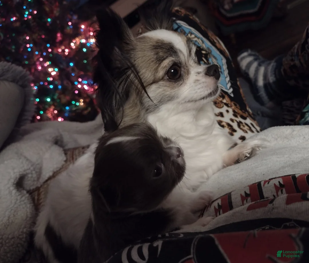 Gallery Image {{count}}