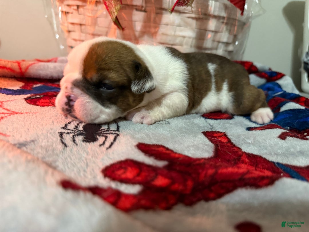 English Bulldog dogs for sale: English Bulldog Puppy 2 - Ad 5