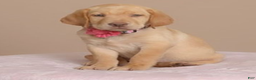 Labrador Retriever dogs for sale: Labrador Retriever Puppy 5 - Ad 10