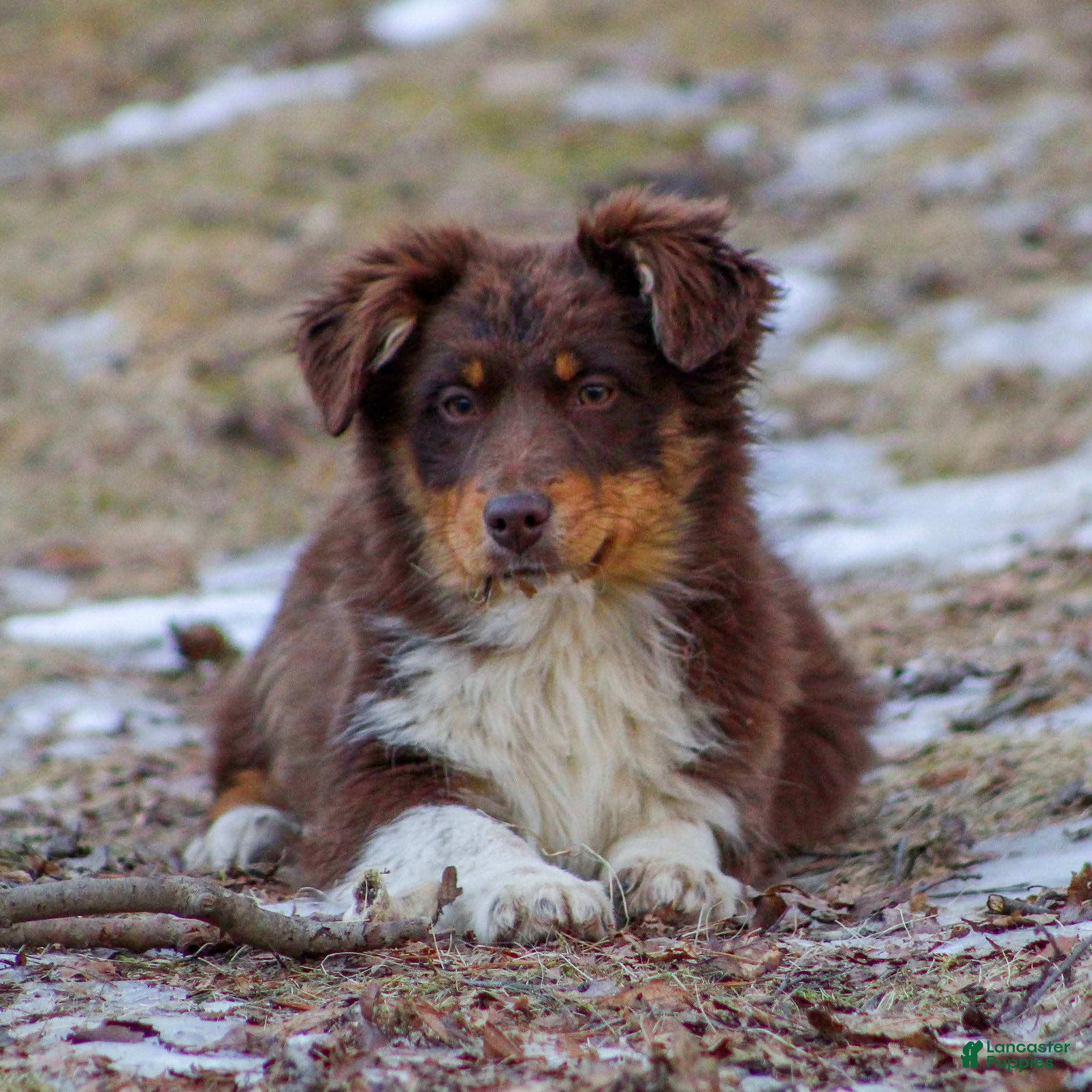 Mixed Breed dogs Missy - Ad 2