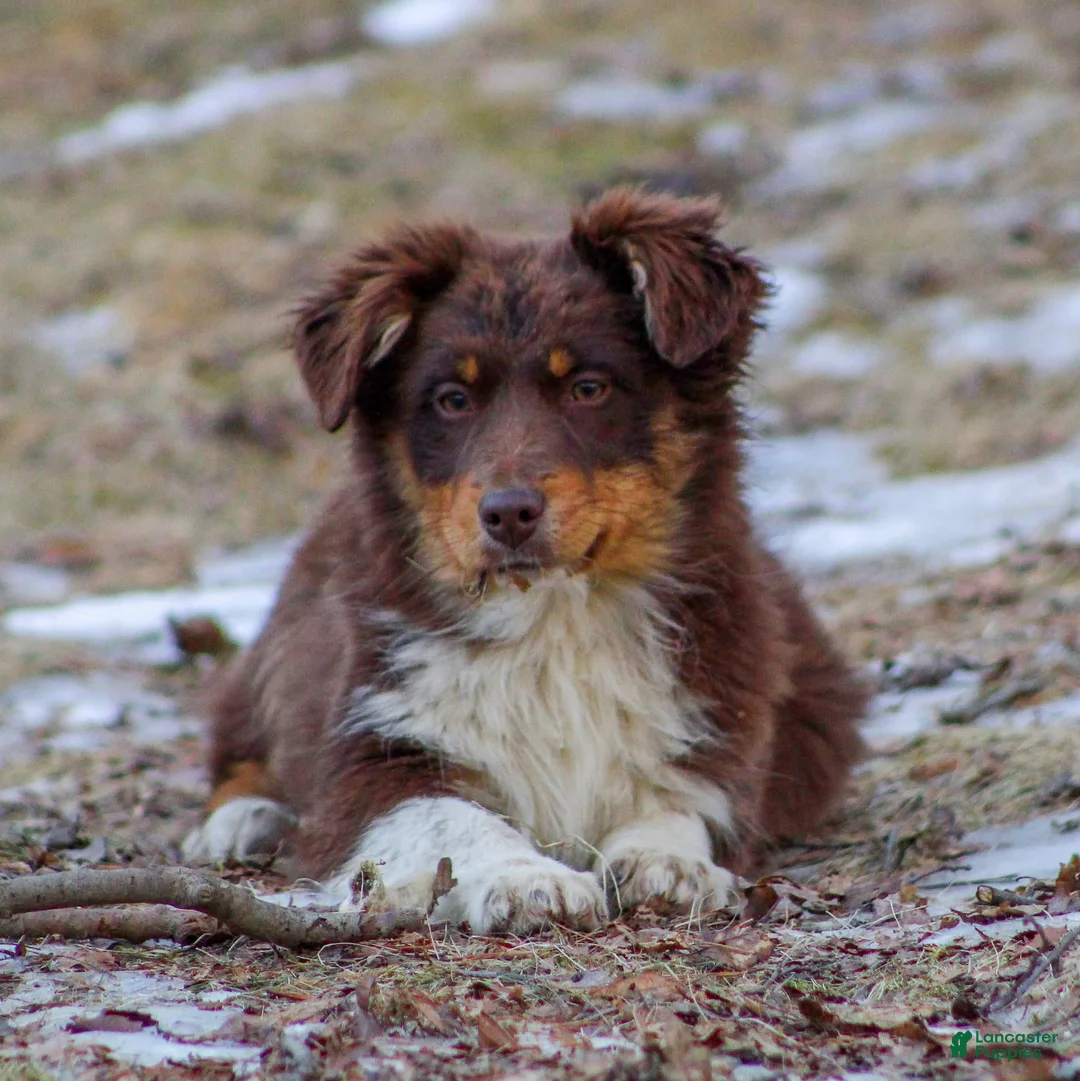 Mixed Breed dogs for sale: Missy - Ad 2