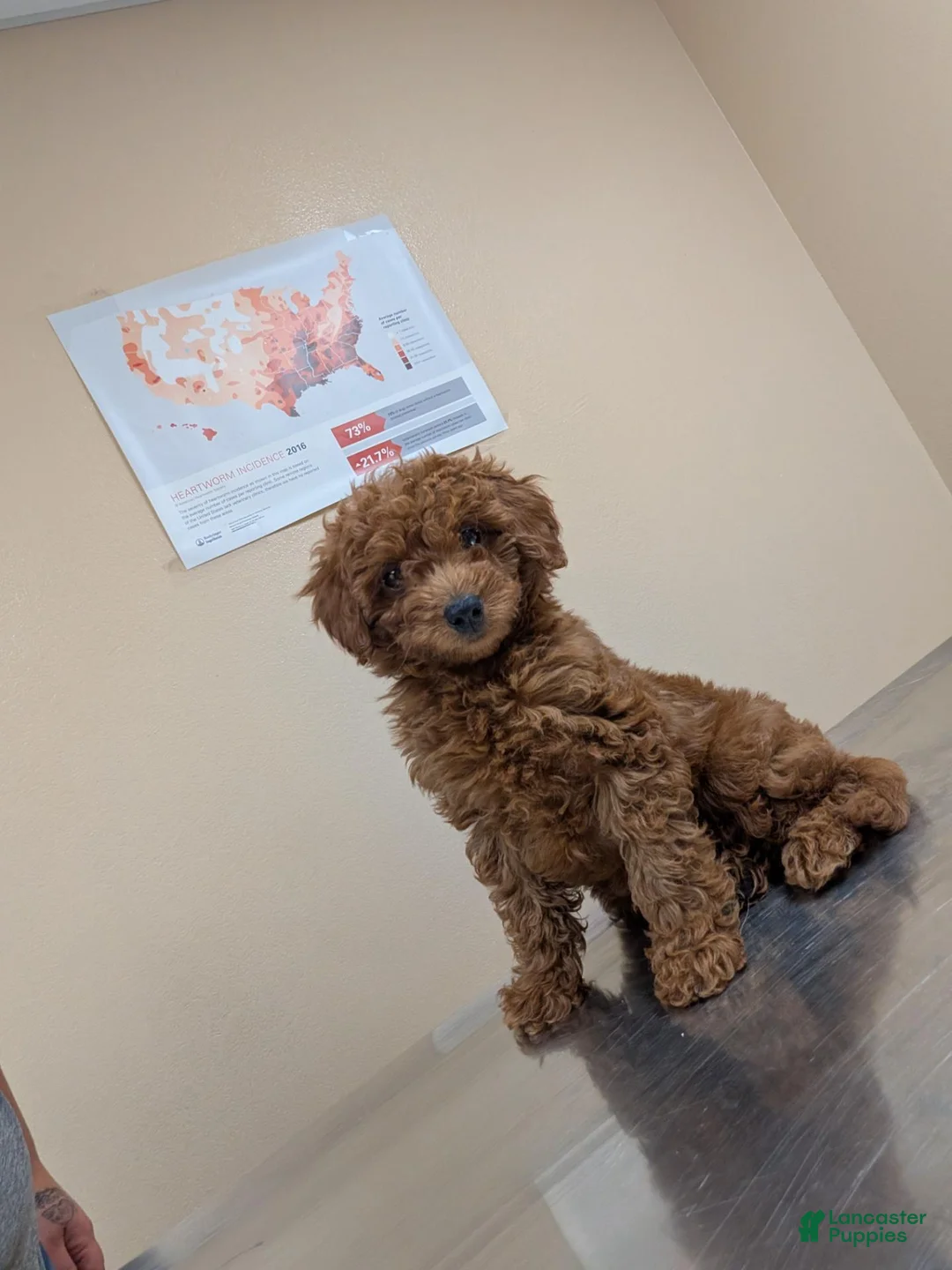 Mini Goldendoodle dogs for sale: Mini Goldendoodle 1 - Ad 2