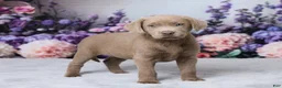 Labrador Retriever dogs for sale: Shania - Ad 3
