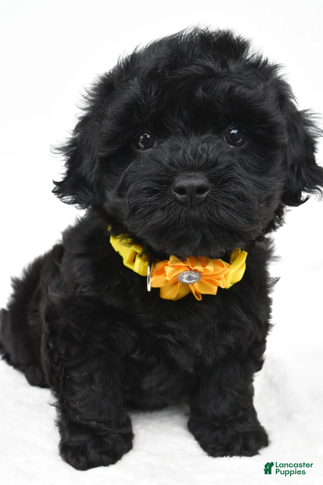 Maltipoo dogs for sale: Fifi - Ad 2