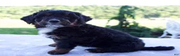 Mini Bernedoodle dogs for sale: Flicka  - Ad 5