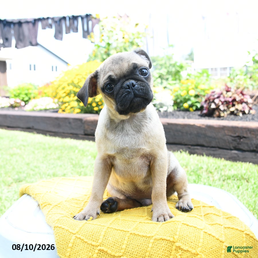 Pug dogs Conner - Ad 1