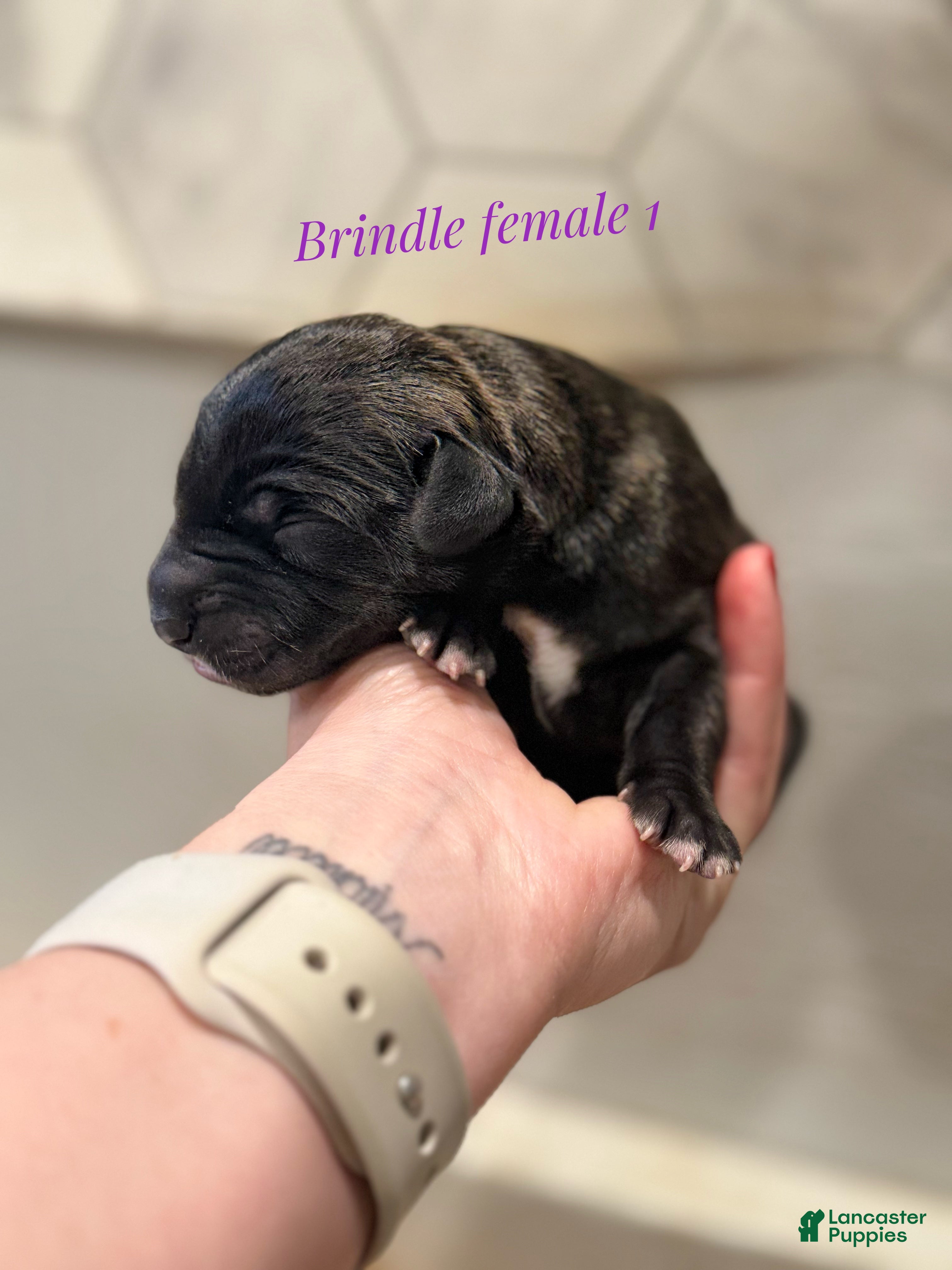 Great Dane dogs Girl 3 - Ad 42