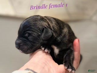 Great Dane dogs Girl 3 - Ad 42