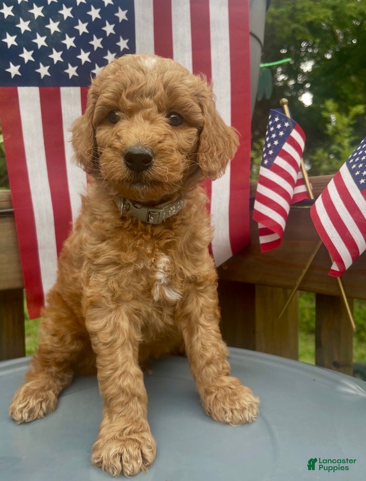 Mini Goldendoodle dogs Mini -Medium Goldendoodle  - Ad 13