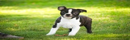 Boston Terrier dogs for sale: Howie - Ad 7