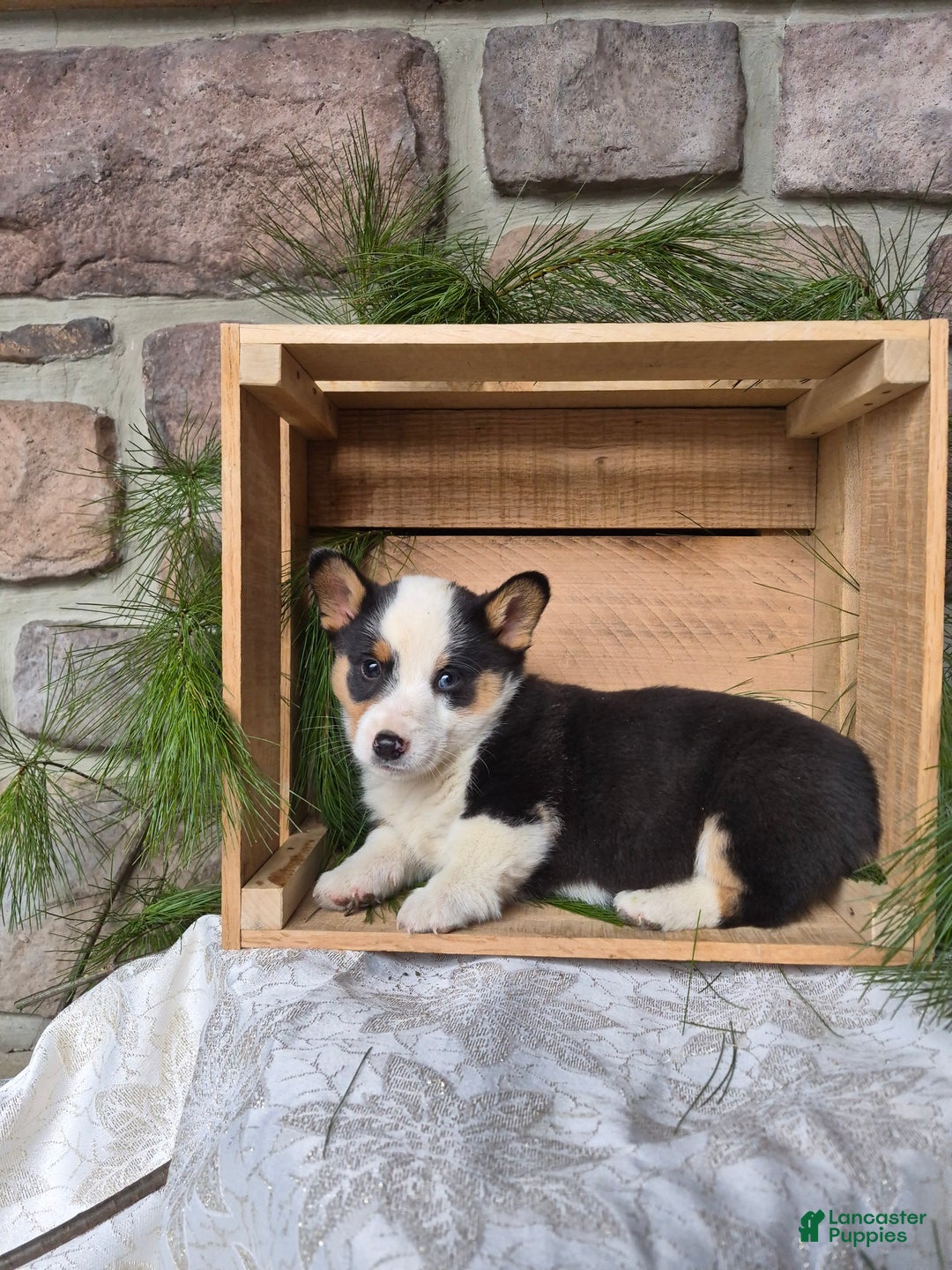 Welsh Corgi Pembroke dogs for sale: Rebel - Ad 2