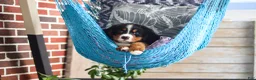 Bernese Mountain Dog dogs for sale: Bailey - Ad 10