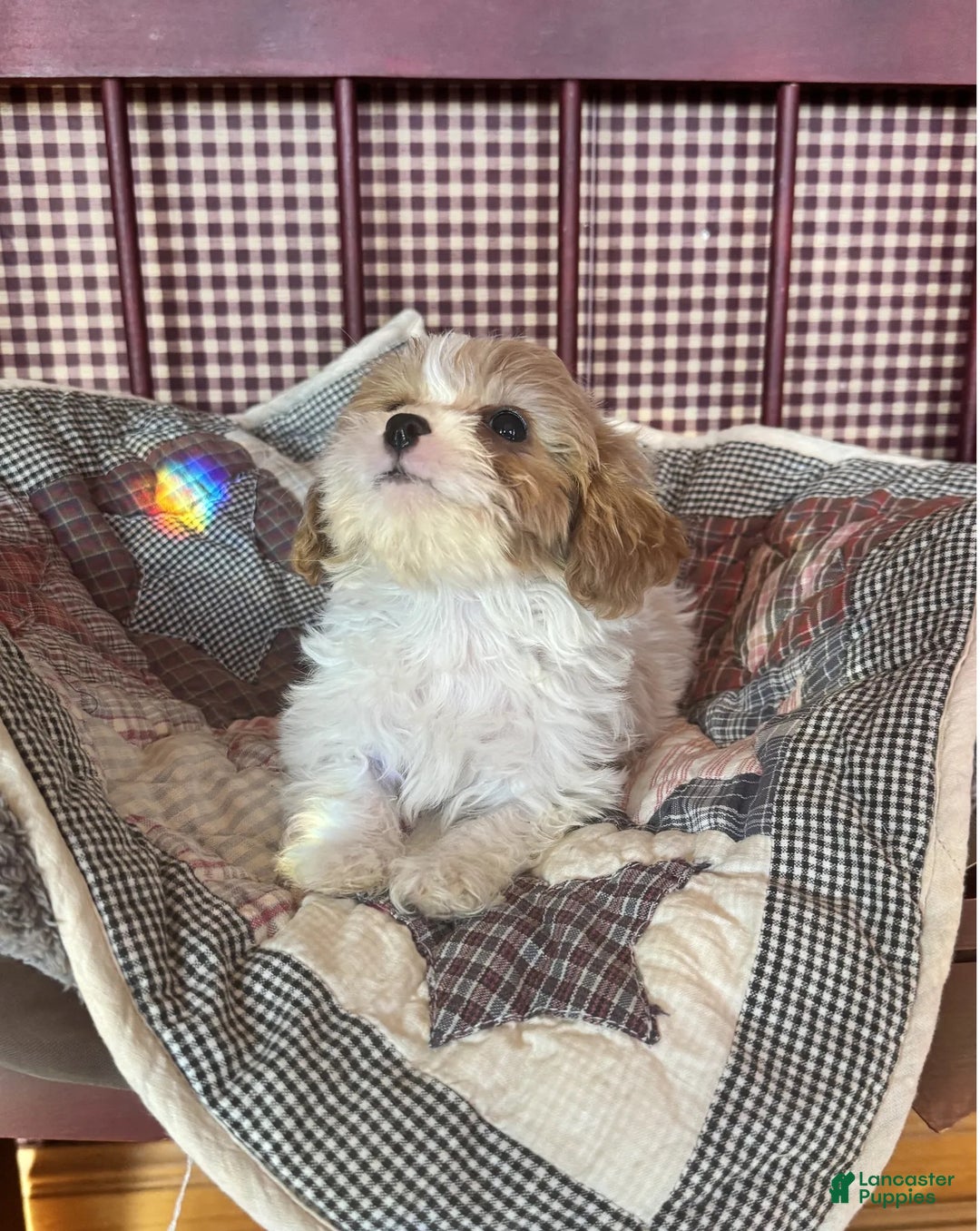 Cavapoo dogs for sale: Emma - Ad 4