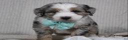 Mini Aussiedoodle dogs for sale: Kojack  - Ad 6