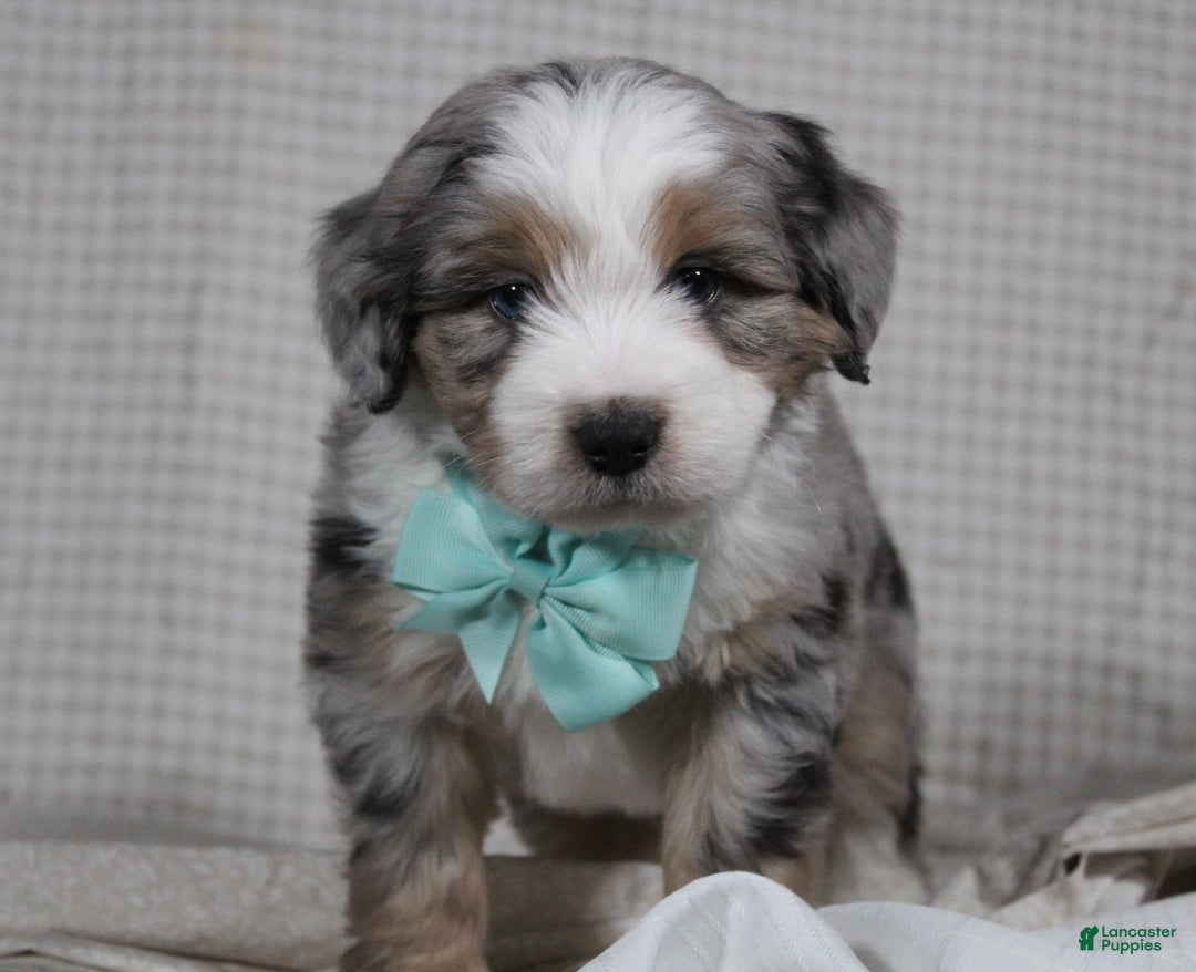Mini Aussiedoodle dogs for sale: Kojack  - Ad 6