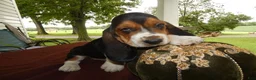 Basset Hound dogs for sale: Basset Hound 4 Malone - Ad 1