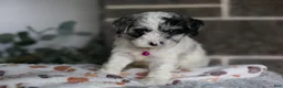 Cavapoo dogs for sale: Winnie - Ad 3