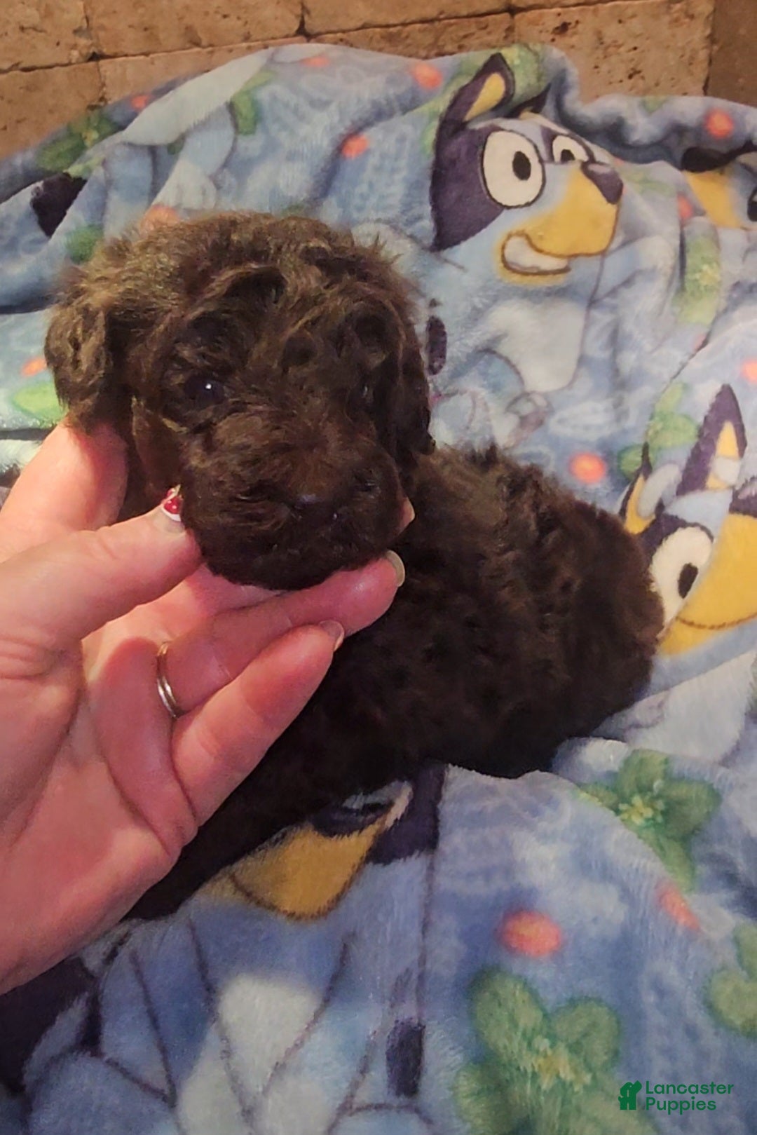 Goldendoodle dogs Felicity Goldendoodle Puppy 8 - Ad 3