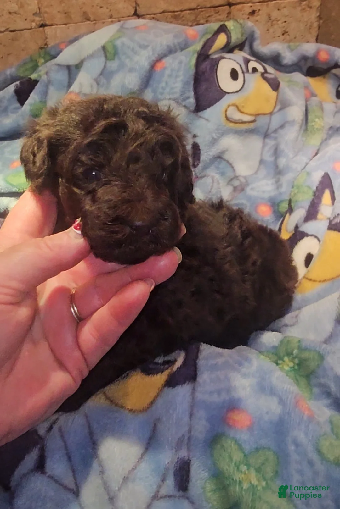 Goldendoodle dogs for sale: Felicity Goldendoodle Puppy 8 - Ad 1