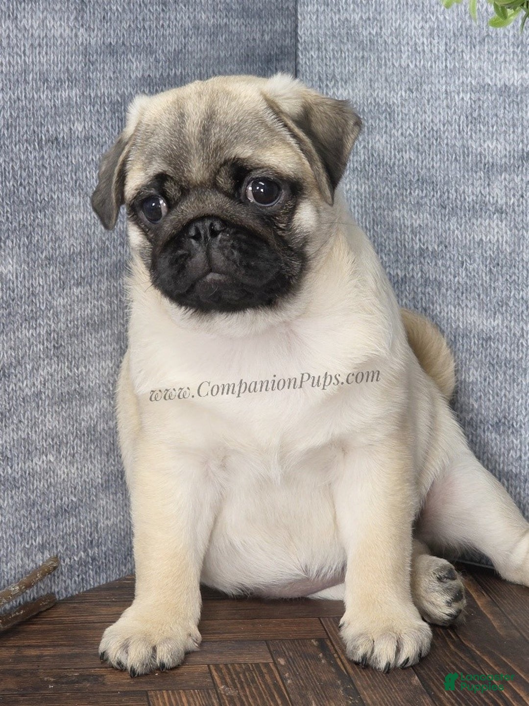 Pug dogs for sale: Best Friend for Life - Brady- Memoriable Christmas Puppy! - Ad 8