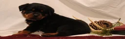 Rottweiler dogs for sale: Arielle - Ad 3