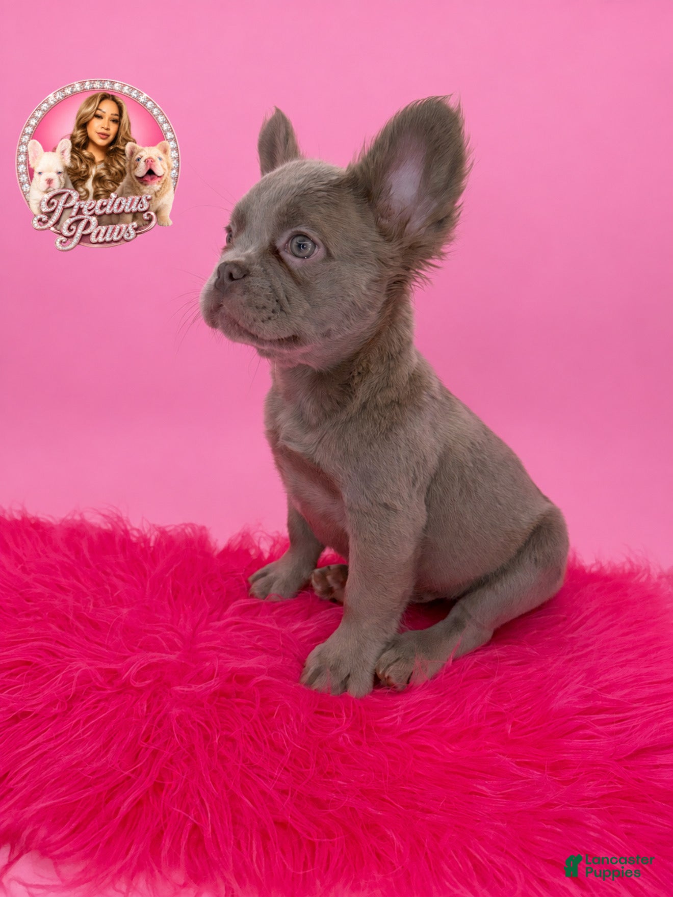 French Bulldog dogs Bryce 🩵 - Ad 10