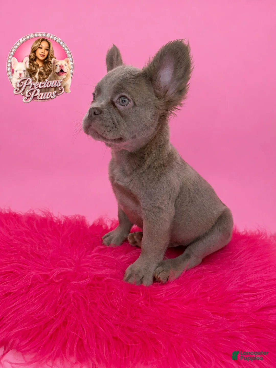 French Bulldog dogs for sale: Bryce 🩵 - Ad 1