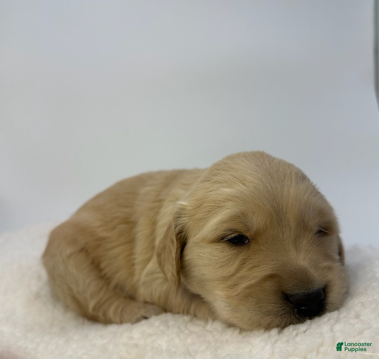 Golden Retriever dogs Boy 2 - Ad 2