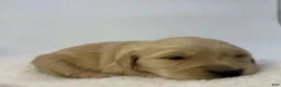 Golden Retriever dogs for sale: Boy 2 - Ad 2