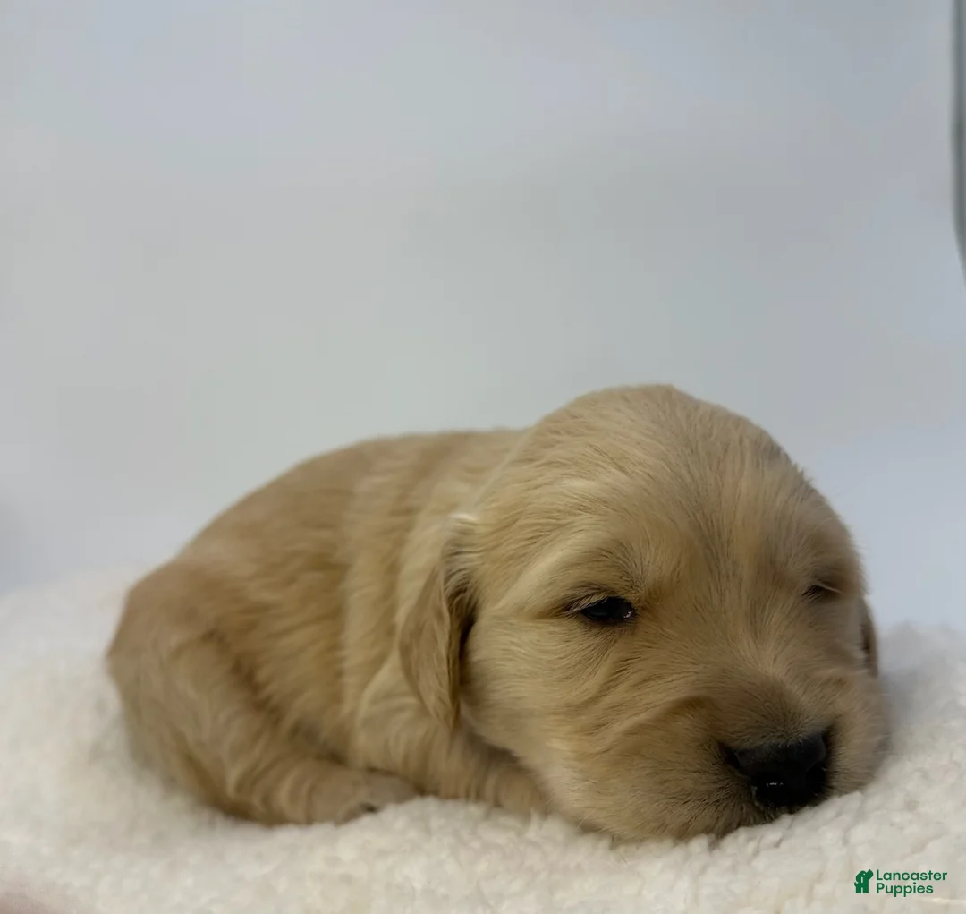 Golden Retriever dogs for sale: Boy 2 - Ad 2