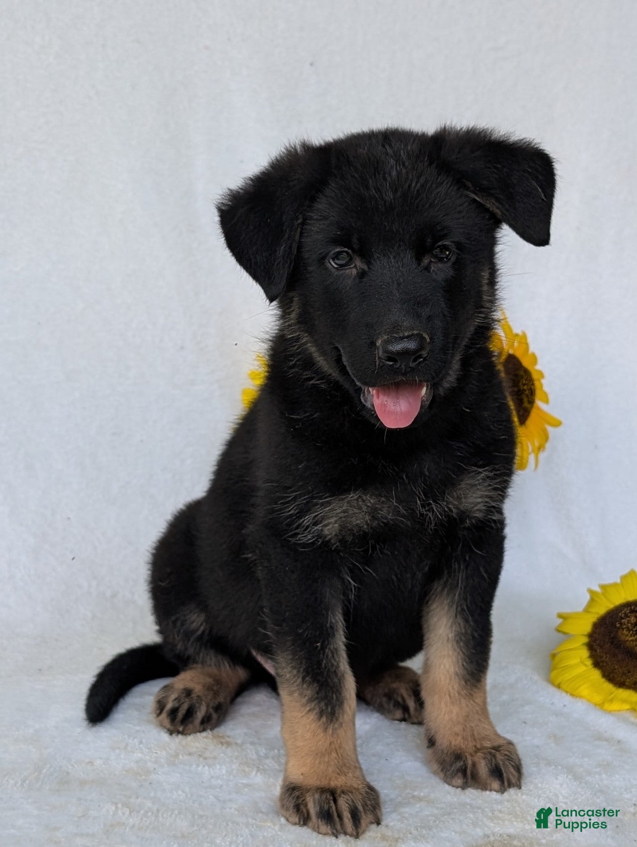 German Shepherd dogs Denzel  - Ad 2