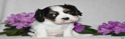 Cavalier King Charles Spaniel dogs for sale: Scout - Ad 7