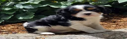 Cavalier King Charles Spaniel dogs for sale: Peony - Ad 4