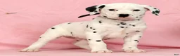 Dalmatian dogs for sale: Jackson - Ad 1