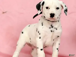 Dalmatian dogs for sale: Jackson - Ad 2